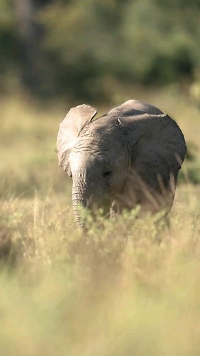 338 reactions · 27 shares | There is a lot to learn on an African...