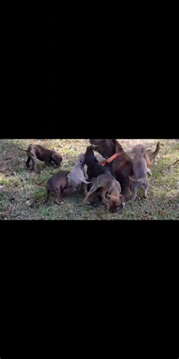 I have 6 chocolate lab/ pitbull mix puppies looking for rehoming. They are 11 weeks old. The three chocolate brown dogs have been reserved. I still have two black, two light brown, two greys. I can send more pictures upon request. | Pitbull Puppies For Adoption And Rehoming | Facebook