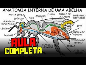 Anatomia interna do corpo da abelha (Aula completa)