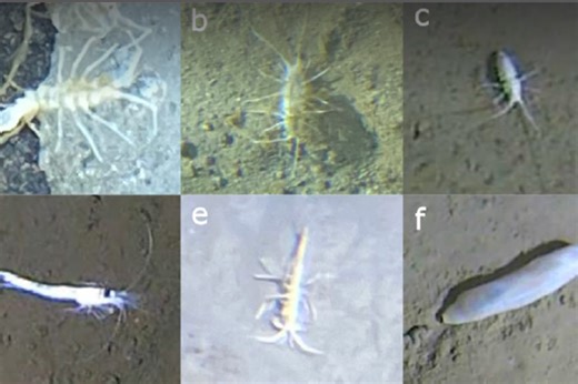 Rapidly adapting sea creatures found in Japan’s deepest ‘Ring of Fire’ trenches
