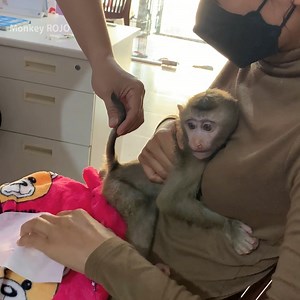 The doctors give some medicine to baby monkey ROJO to help him get well soon | Monkey ROJO