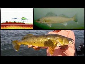 How To Find Late Summer Walleyes + Underwater Footage