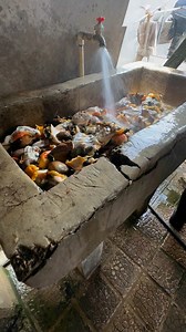 Santa Isabel 939-381-0106 | Puerto Rico y sus encanto e historia