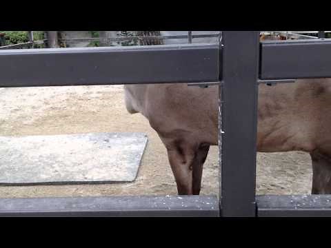 Tapirs sound like kazoos