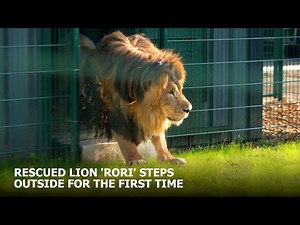 Rescued Lion, Rori, Takes His First EVER Steps Outside | The Big Cat Sanctuary