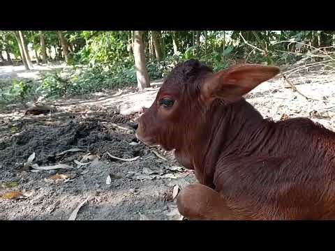 Relaxing Cows Resting Peacefully Under the Trees | Calming Village Moments