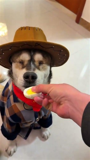 我家狗狗的绝活无人能及 不能被模仿，也无法去超越的绝活