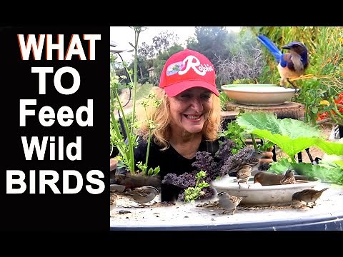 How to Feed Wild Birds, Best Bird Seed We Feed Tons Daily To Attract Insect Eating Birds to a Garden