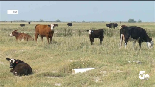 Bird Flu testing in the nation's raw milk supply begins