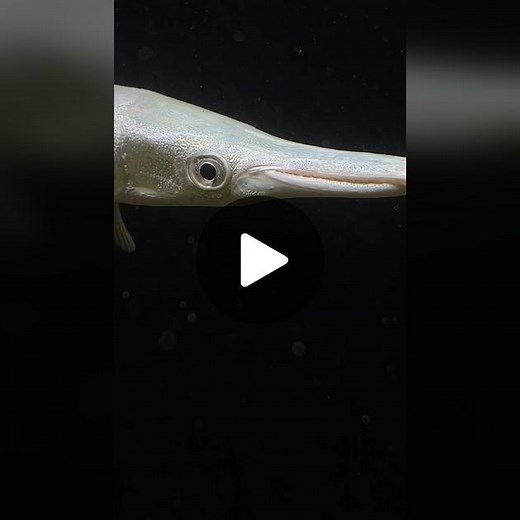 Platinum Alligator Gar in Aquariums and Reef Tanks