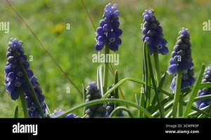 Muscari flowers blooming in april and may. Muscari armeniacum plant with blue flowers Stock Video Footage - Alamy