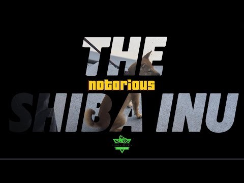 Training the 'Untrainable: Shiba Inu Behavior Case Coming Soon