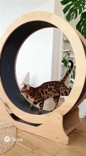 🐆🏃‍♂️ Massive Bengal Cat Runs on Giant Cat Wheel! 😹💨