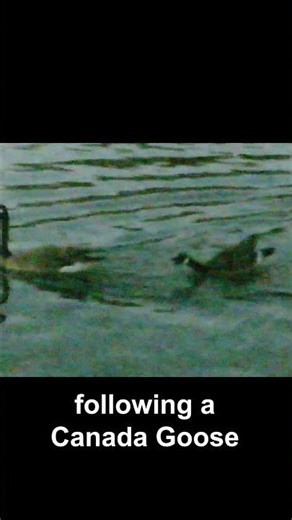 Cackling Goose Call at Night #birds #california