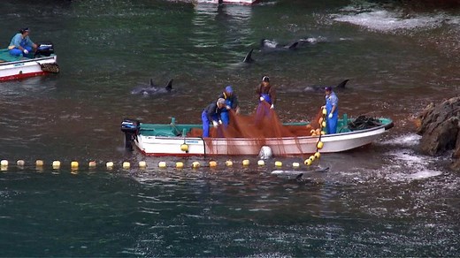 Japan's Gruesome Annual Dolphin Hunt Caught on Camera