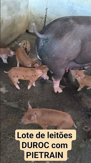 lote de leitões DUROC com PIETRAIN da RBSUINOS #porco #criação #suino