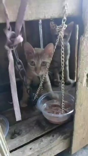 1.7K views · 19 reactions | This is China's cat meat trade. Yunfu,...
