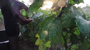 Senegalese farmer pleads for support as African leaders discuss food security