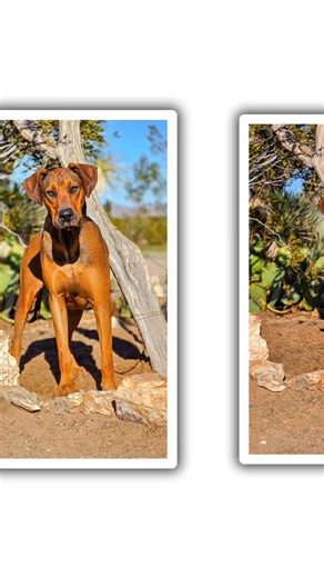 1.6K views · 57 reactions | Raggedy Anne is ANOTHER one of our GREAT pups available for adoption. This sweet girl just turned a year old and is SO READY for the right home to give her a chance!!! To the best of our knowledge, she is a #Rhodesian #Dane mix and she would LOVE an active home! To apply for this #gorgeous girl or any of our other adoptables... head to www.onedaneatatime.org and fill out an app TODANE! Southern California | One Dane At A Time, Inc. | Facebook