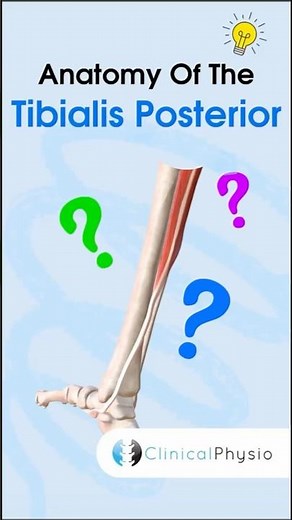 Tibialis Posterior Anatomy #anatomy #physicaltherapy #physiotherapy #tibialisposterior