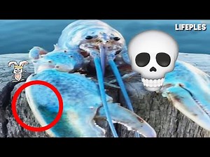 BLUE LOBSTER MEME COMPILATION *Full*