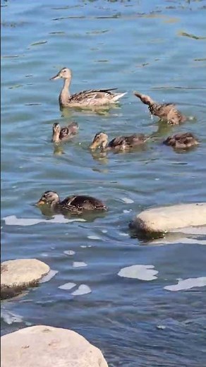 Wild ducklings with mother duck enjoying the water in July