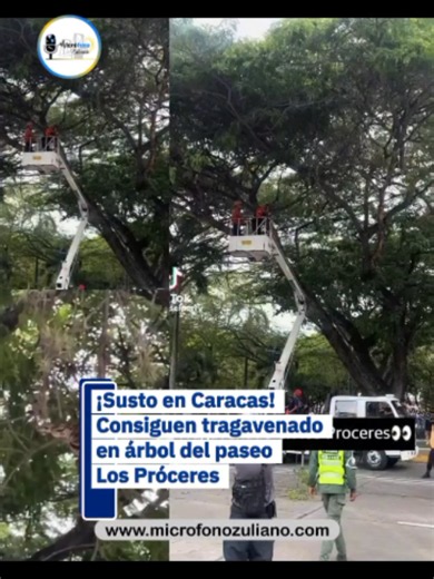 Funcionarios de Protección Civil realizaron el rescate exitoso de una boa constrictor, conocida popularmente como tragavenado, que fue localizada en la copa de un árbol, en el Paseo Los Próceres de Caracas. Para ejecutar la operación, los rescatistas utilizaron una plataforma elevadiza y aplicaron protocolos especializados de manejo de fauna silvestre, logrando asegurar al reptil sin incidentes y garantizando la seguridad de los ciudadanos presentes. Una vez en tierra, el ejemplar fue resguardad