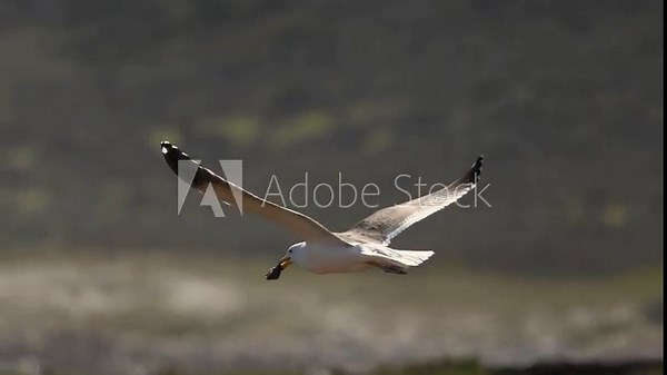 A seagull takes flight above the rocky shore, skillfully dropping a shell to crack it open and reach the mollusk inside, showcasing the bird s intelligence and resourcefulness in the coastal
