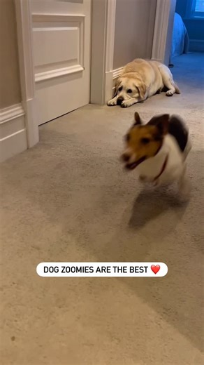 Jack Russell Terrier on Instagram: "The Lab… “Oh god here we go again” 😂 TikTok: peppa_minijrt"