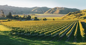 Gisborne - New Zealand Wine