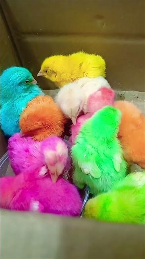 cute baby chick sound