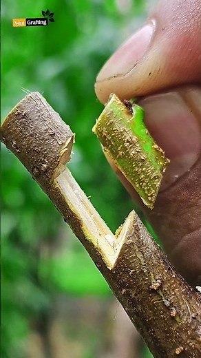 Grafting Budding on peach tree - best grafting for gardener Easy method ! #peach