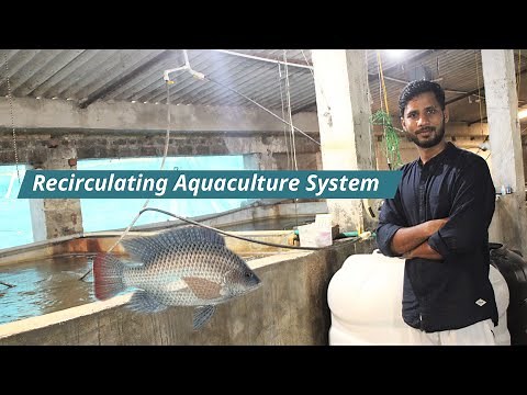 Mini Recirculating Aquaculture System, Tilapia RAS, RAS Fish Farming.