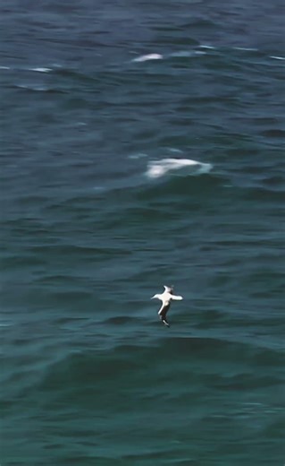 Wandering Albatross – King of the Ocean Skies