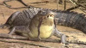 Saltwater crocodile eats snake, washes it down with a drink