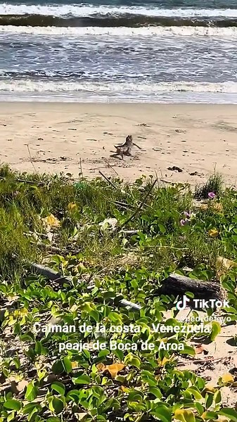 Caimanes en la costa de Venezuela: Boca de Aroa
