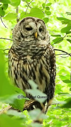 Remember this beautiful owl that couldn’t stop sneezing? She seems totally fine now, but we did collect her poop for Safe Wings Ottawa to inspect to make sure! #owl #barredowl #owlphotography #wildlife #nature #animal #raptor #wildlifephotography #naturephotography #animalphotography #teamcanon @canoncanada | Thee Owl Queen
