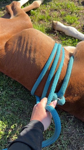 Delayed posting for some reason & I didn’t notice. But this was a fellow trainers foal & the needed plasma as our vets didn’t have any. So ran out to give them a hand & ended up doing the madigan squeeze, which really helped this little guy, so wanted to share! #horse #horses #fyp #foals #breeding