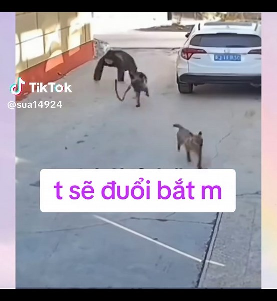 Chó đuổi nhau và những khoảnh khắc bất ngờ