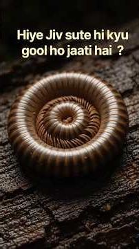 Why Does This Bug Curl Up Into A Ball When Touched? छूते ही ये कीड़ा गोल क्यों हो जाता है? 😱🐛 |