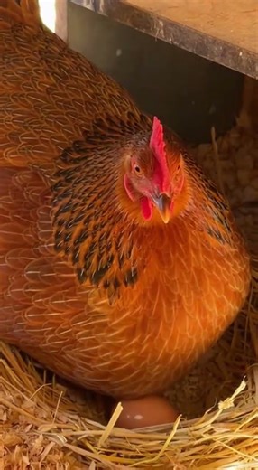 How a Chicken Lays an Egg | Real-Life Farm Process Explained