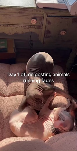 Day 1: Sphynx Cat Running Moments