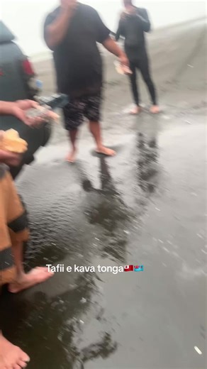 Tafii e kava tonga 🇹🇴🇫🇯