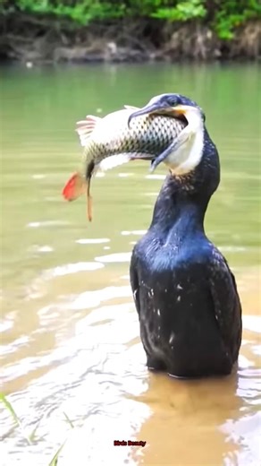 51 reactions | Beautiful bird eating a big fish live video beautiful ❤️ wildlife captured ..live love 列 #fbreels #viral #trending #birds #reels #nature #instagram #wildlifephotography #wildlife #trend #wildlifelover | Birds Beauty | Facebook