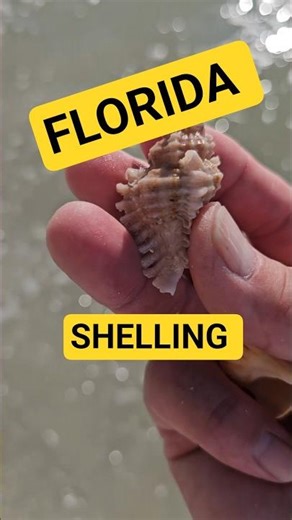 EPIC Shelling in Florida #seashell #shellinginflorida