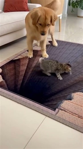 3D Optical Illusion Rug Confuses Dog but Not the Cat! 😂 #cat #dog #funny #shorts