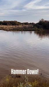 Found Em! I think ole Huck had a frog in his throat! You can hear my boys chiming in too!! 🤣😂 #hunting #workingdog #hound #walkerhound #houndsman #plotthound #curdog #outdoors #dog #outside #bayed #swimming #kidsoutside #brothers #huck #whitetail #bigbuck #texas #texashunting #lowfence | Lite Hounds