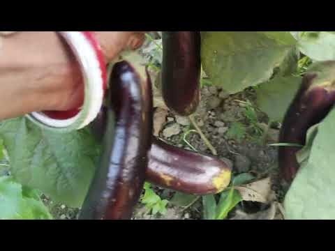 Nature organic sabjiyan