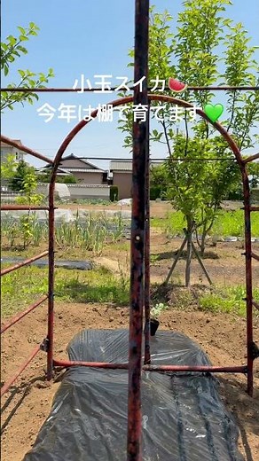 #小玉スイカ #家庭菜園 去年食べたスイカのタネを保存して、苗をつくりました。これでいいなら買わないでいいのよ😄