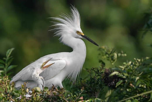 The Complete List of 9  White Birds with Long Beaks